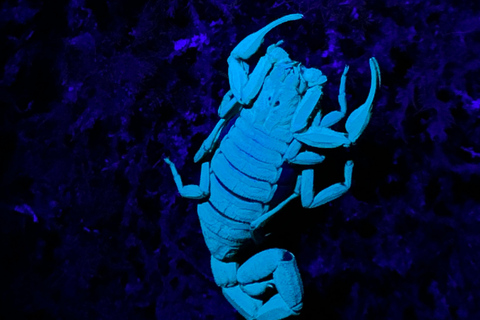 Monteverde: Night Tour with Night Vision Goggles