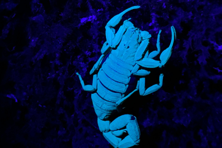 Monteverde: Night Tour with Night Vision Goggles