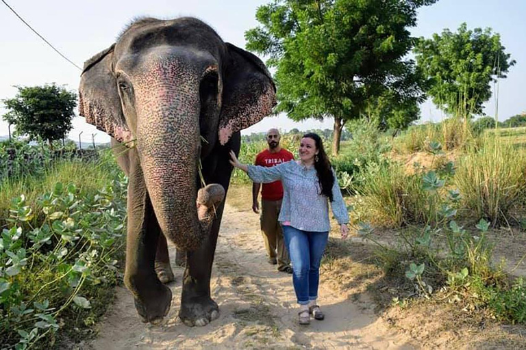 Jaipur: Santuário particular de elefantes