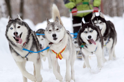 Tour Combo\Husky e giro in slitta con le renne a Levi