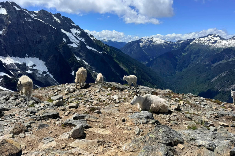 From Seattle: North Cascades National Park Day Tour