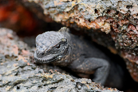 Galapagos landtur 3 öar (5 dagar)