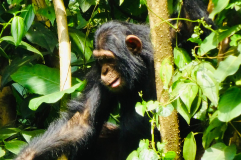 乌干达：3日游——默奇森瀑布与犀牛/黑猩猩追踪之旅乌干达：3日游，包含穆希逊瀑布和犀牛/黑猩猩徒步旅行