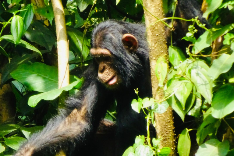 乌干达：3日游——默奇森瀑布与犀牛/黑猩猩追踪之旅乌干达：3日游，包含穆希逊瀑布和犀牛/黑猩猩徒步旅行