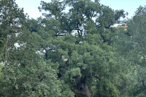 Crete: Self-Guided Cycling Experience on Low-Traffic Roads