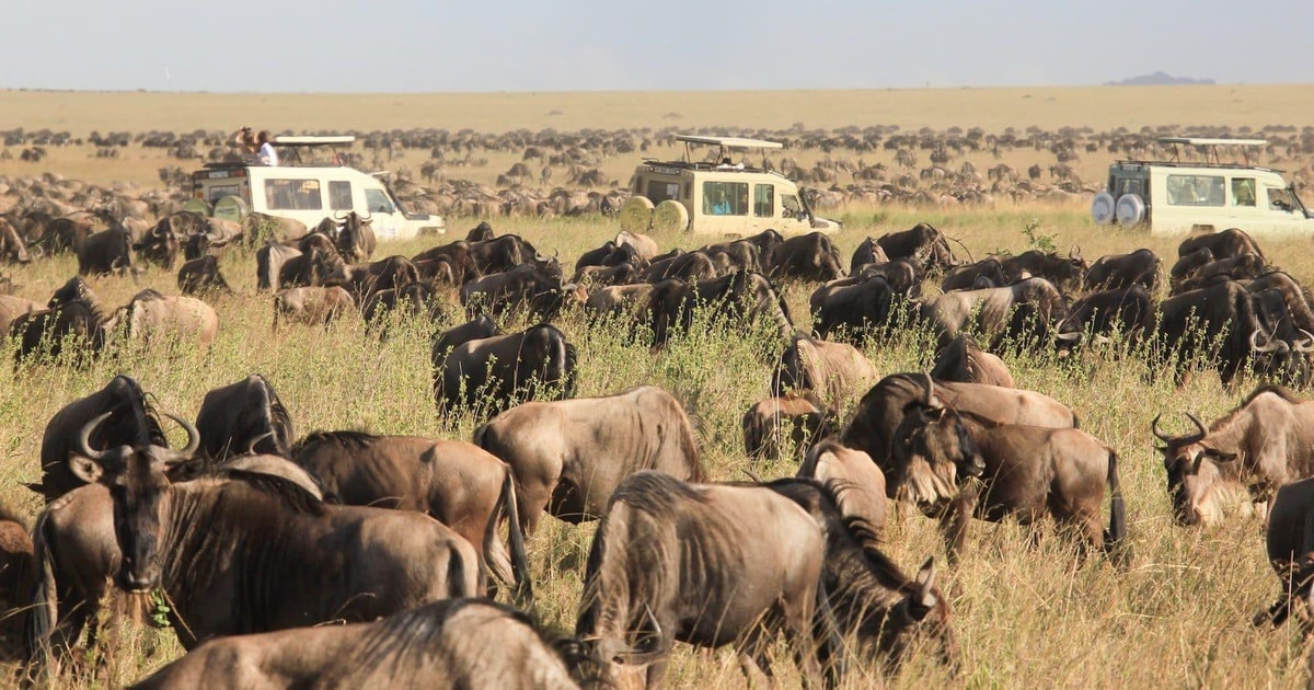 3 Tage Maasai Mara Gruppenreise Budget Safari Mit 4x4 Jeep GetYourGuide