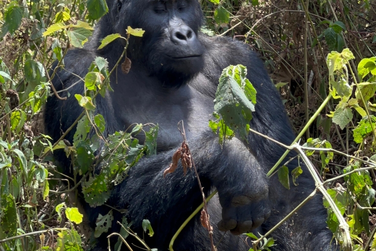 4-dniowa wyprawa tropem goryli nizinnych z Konga do Rwandy