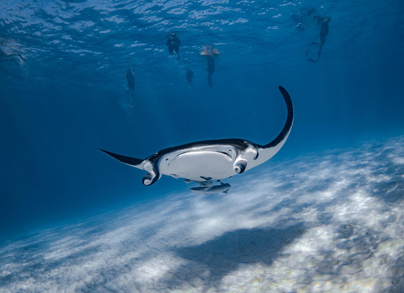 Coral Bay: Marine Eco Safari - Svøm med Manta Rays