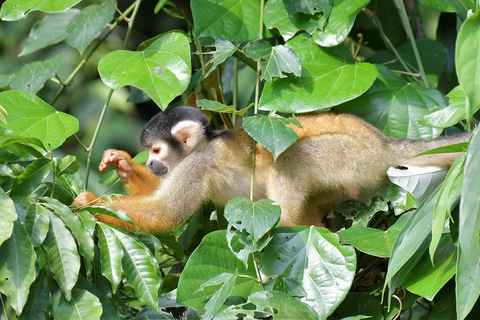 From Cusco: Manu Wildlife & Cloud Forest 3-Day Adventure
