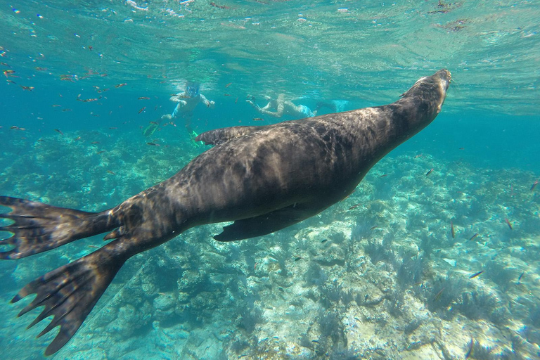 La Paz: Espíritu Santo Island, Balandra Beach, and Sea Lions – All-Inclusive La Paz: Espíritu Santo Island and Balandra, All-Inclusive