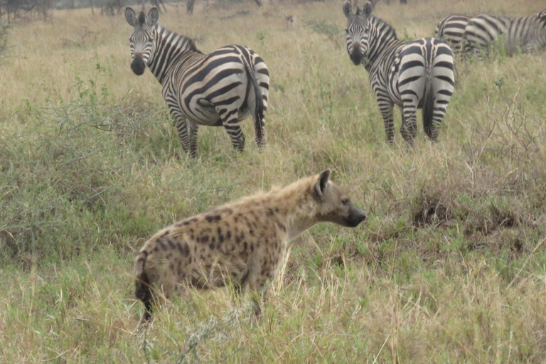 Explore a Day Trip To Tarangire National Park Experience Day Trip To Tarangire National Park