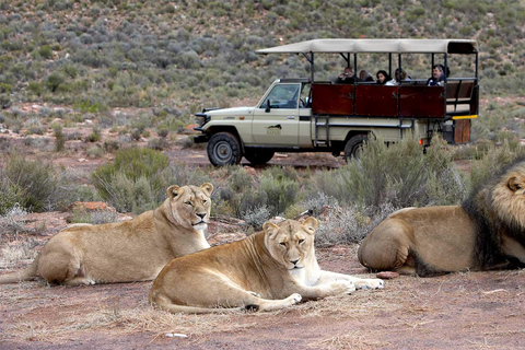 Cape Town: Aquila Big Five Safari with Private Transfers Sunset Safari
