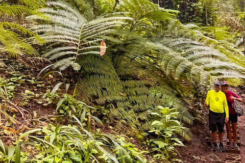 瀑布、巧克力之旅、雨林、皇家历史遗迹瀑布之旅、巧克力之旅、热带雨林、皇家历史之旅