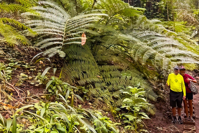 瀑布、巧克力之旅、雨林、皇家历史遗迹瀑布之旅、巧克力之旅、热带雨林、皇家历史之旅