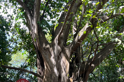 Guadeloupe: immersive, all-inclusive tour in the heart of Guadeloupe Guadeloupe: Immersive, all-inclusive tour in the heart of Guadeloupe