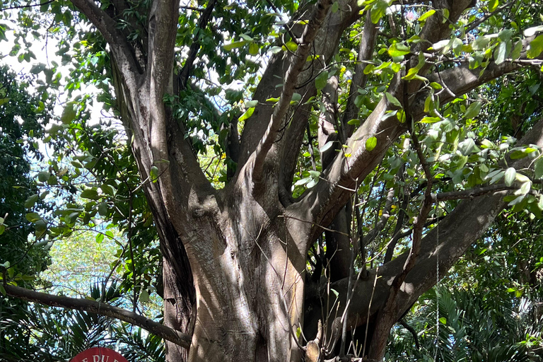 Guadeloupe: immersive, all-inclusive tour in the heart of Guadeloupe Guadeloupe: Immersive, all-inclusive tour in the heart of Guadeloupe