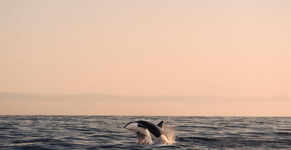Andenes: Responsible Whale Watching with Classic Catamaran