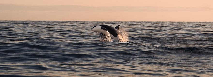 Andenes : observation responsable des baleines en catamaran classique