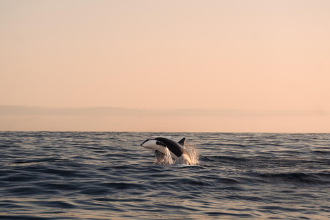 Andenes: Responsible Whale Watching with Classic Catamaran