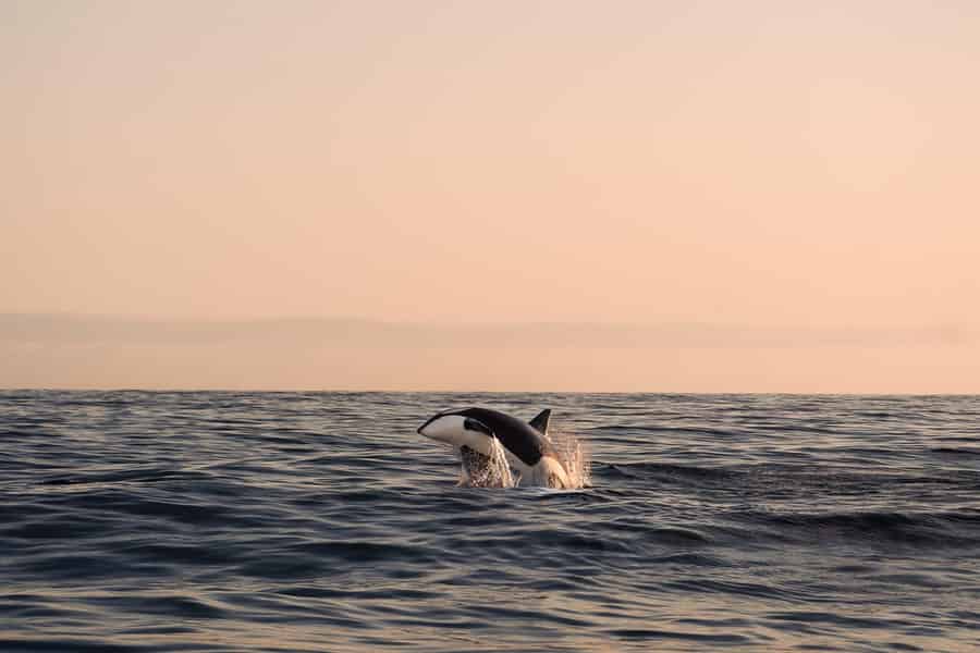 Andenes: Verantwortungsvolles Whale Watching mit einem klassischen Katamaran. Foto: GetYourGuide Andenes: Verantwortungsvolles Whale Watching mit einem klassischen Katamaran. Foto: GetYourGuide