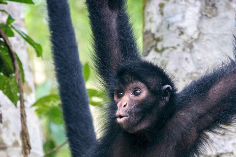 Vanuit Iquitos: Excursie naar het Apeneiland | Hele dag