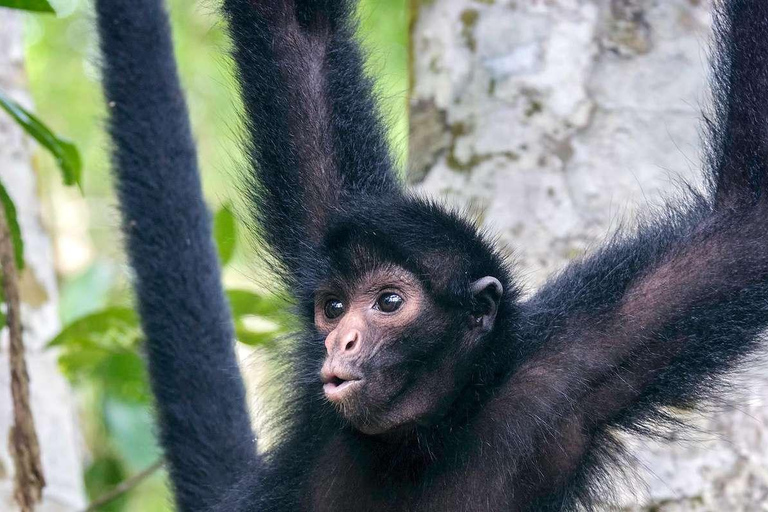 Depuis Iquitos || Excursion à l&#039;île aux singes Journée complète ||