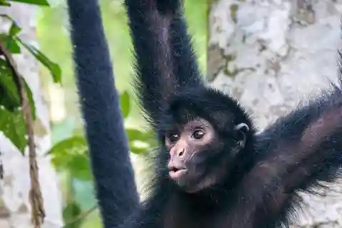 Da Iquitos || Escursione all'Isola delle Scimmie di una giornata intera ||