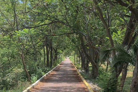 MTB Bike Tour: Tule Tree through the country-side