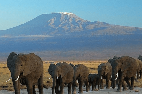 Nairobi: Tsavo East, Tsavo West, and Diani Beach Safari