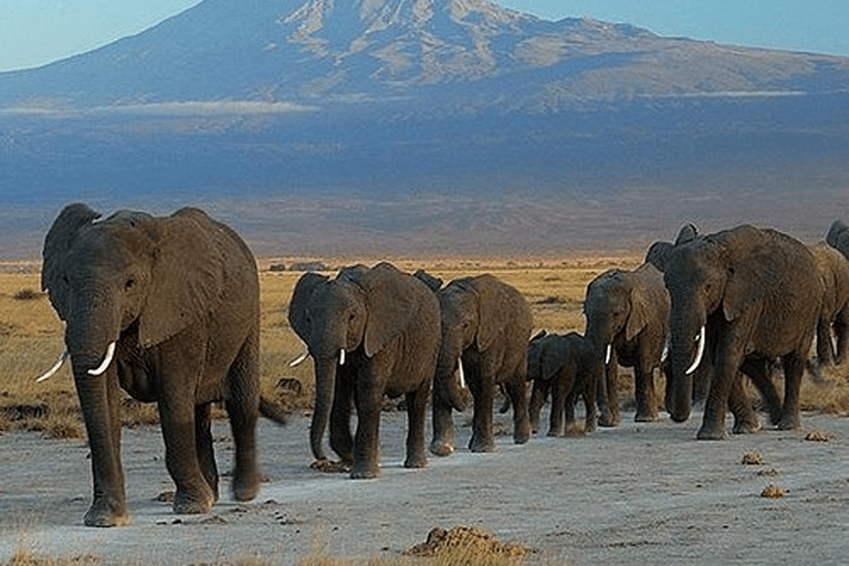 Nairobi: Tsavo East, Tsavo West, and Diani Beach Safari