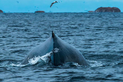 Au départ de Tromsø : Safari d&#039;observation des baleines en semi-rigide à Skjervøy