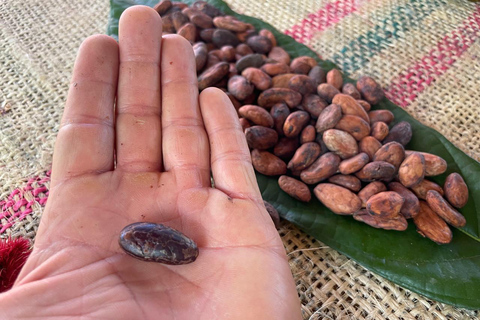 Medellín: Cacao Farm Private Guided Tour