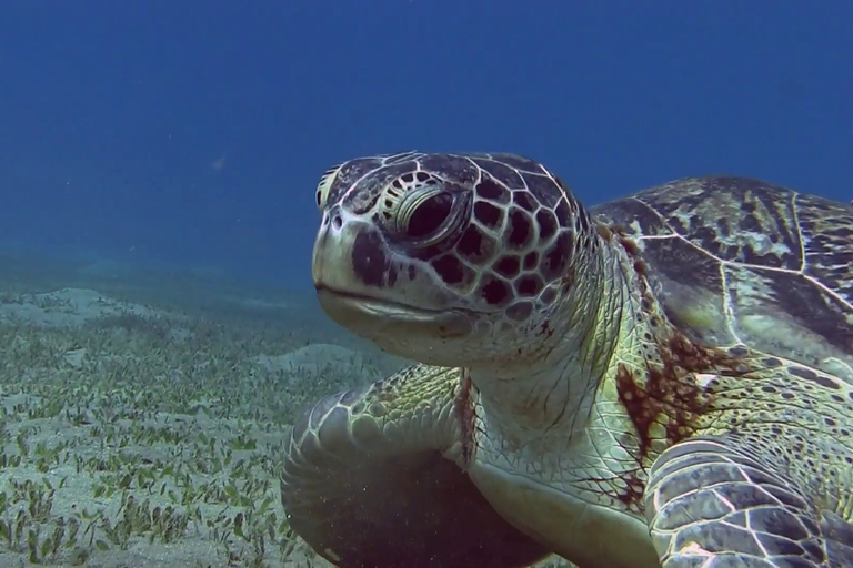 Marsa Alam: Marsa Mubarak Snorkeling Sea Trip with Lunch