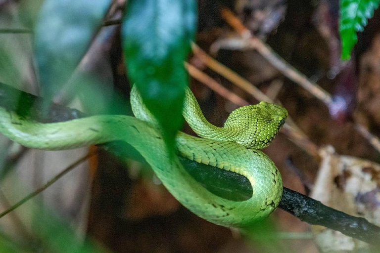 Kanneliya the Biodiversity Hot Spot Trekking from Galle