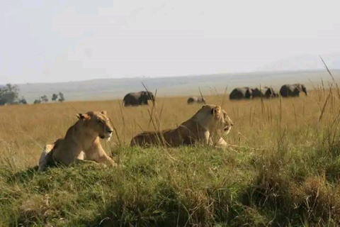 Safari de 5 dias em Amboseli, Tsavo West, Taita e Tsavo East