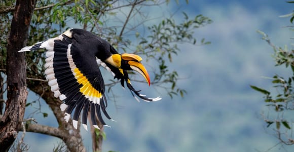 Langkawi Half Day Birdwatching Tour