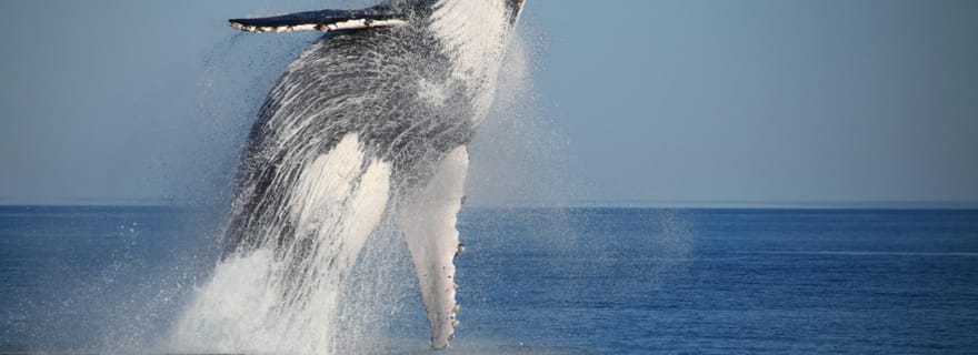 Croisière au coucher du soleil et observation des baleines à Broome