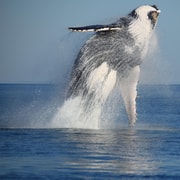 Broome Sunset & Whale Watching Cruise