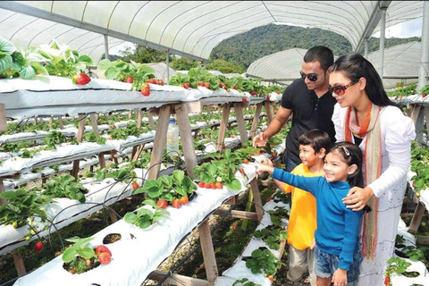 From Kuala Lumpur: Cameron Highlands Private Tour