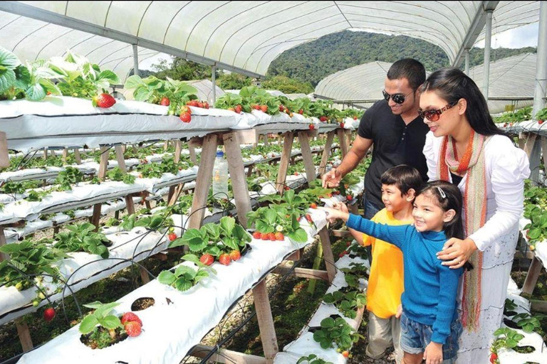 From Kuala Lumpur: Cameron Highlands Private Tour