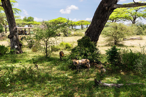 Depuis Zanzibar : Safari de nuit dans le Selous G.R. avec volssafari partagé