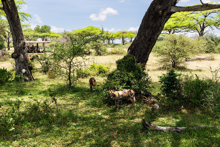 From Zanzibar: Overnight Selous G.R. Safari with Flights shared safari