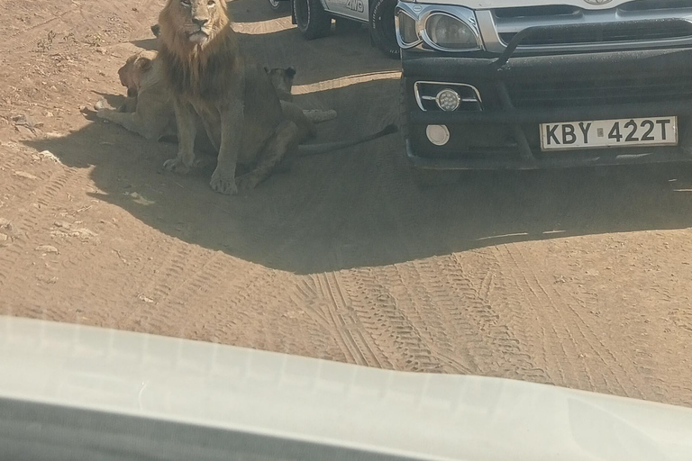 Passeio matinal ou vespertino pelo Parque Nacional de NairobiPasseio de carro pelo Parque Nacional de Nairóbi