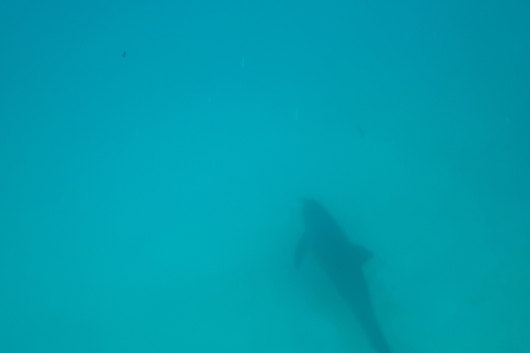 Mnemba dolphin &amp; snorkel : de matemwe, pwani, kwingwa, Uroa