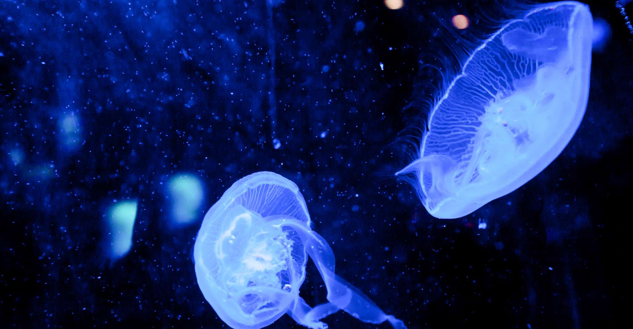 Dubai Aquarium und Unterwasser Zoo Tageskarte - Hizvo