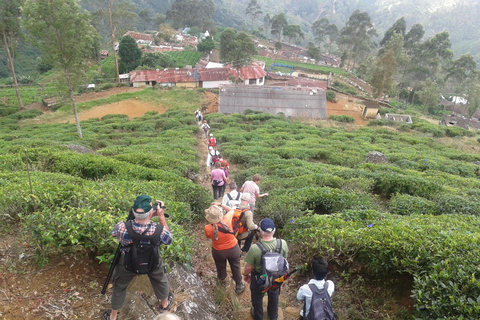 Trekking z Kandy do Ella