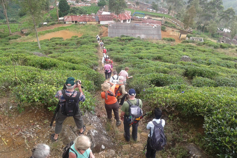 Trekking z Kandy do Ella