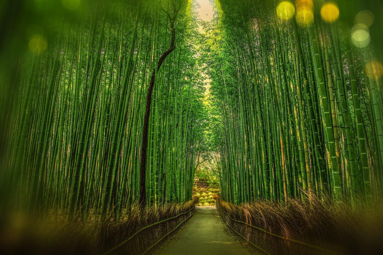 De Osaka: Viagem de 1 dia a Quioto com o Santuário Fushimi Inari