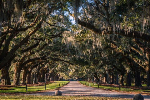 Charleston: Boone Hall Plantation & Gardens Entry Ticket