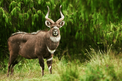 Addis Ababa: 6-Day Abijata Shalla NP & Bale Mountains Tour